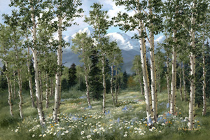 High Country Aspen and Daisies
